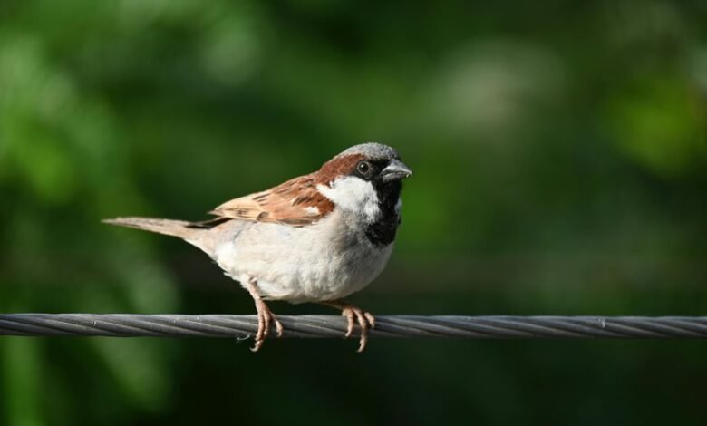 missed call hotspot analysis