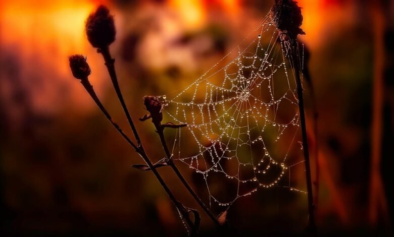 peak hour drop frequency