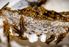 A Wasp Nest Found On Party Morning Needs A Same Day Crew