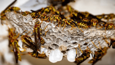A Wasp Nest Found On Party Morning Needs A Same Day Crew