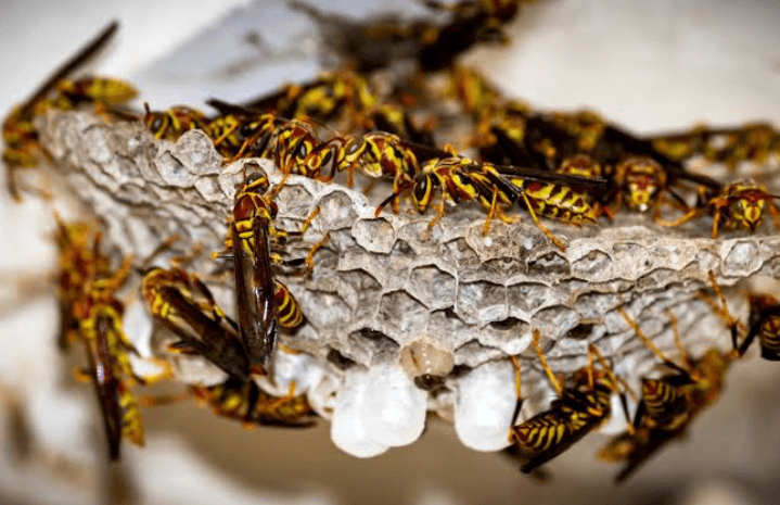 A Wasp Nest Found On Party Morning Needs A Same Day Crew
